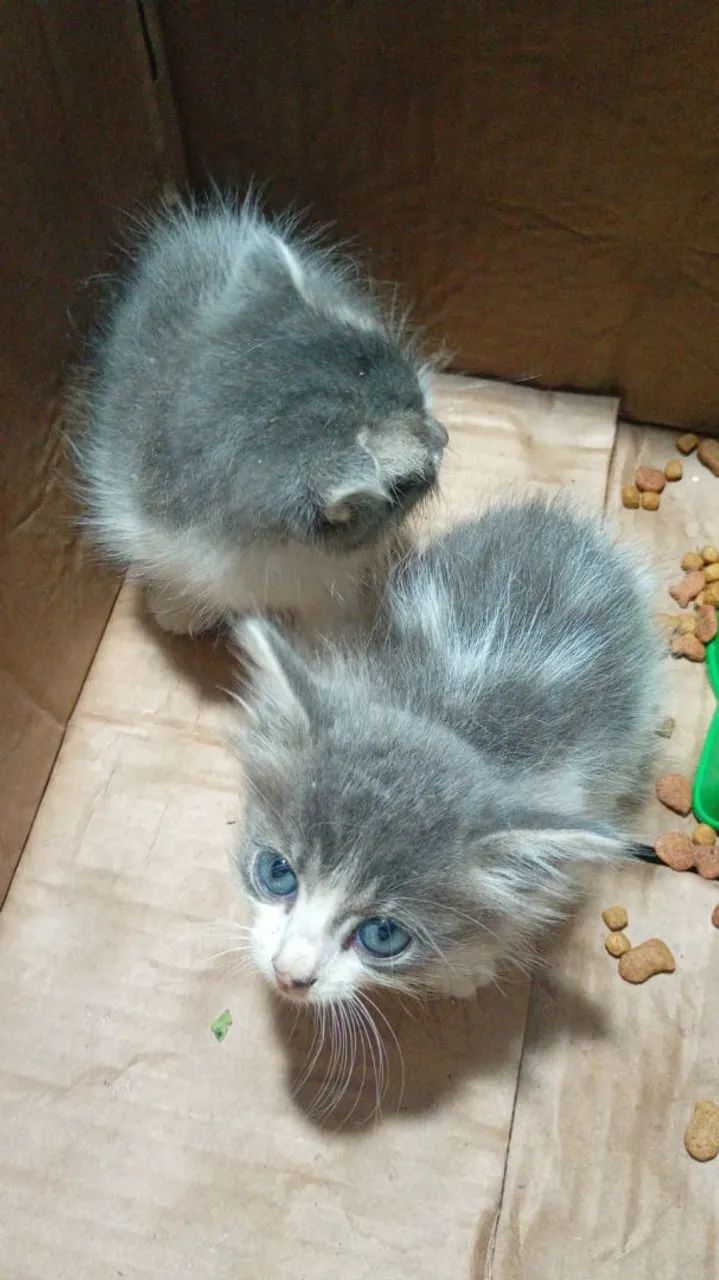 2 gatinhas lindas e carentes de amor - Foto 5