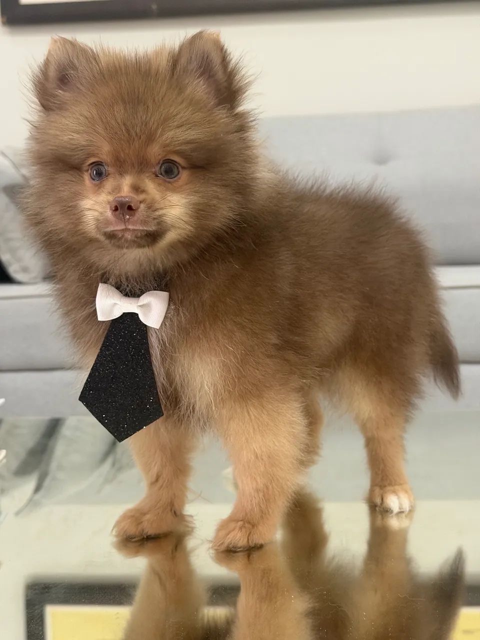 Spitz alemão macho  - Foto 4