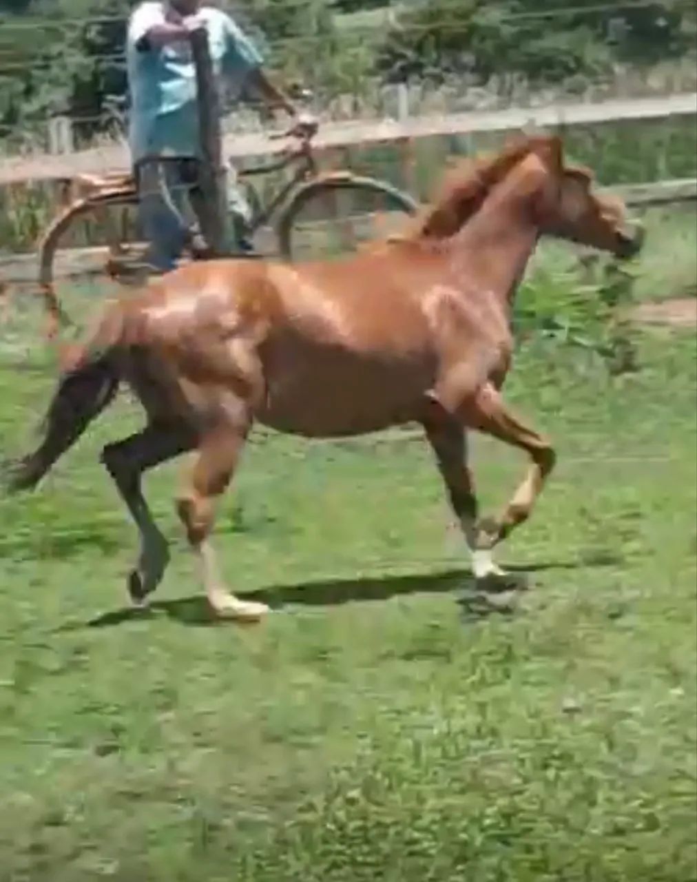 Cavalo Mangalarga Marchador marcha batida  - Foto 4