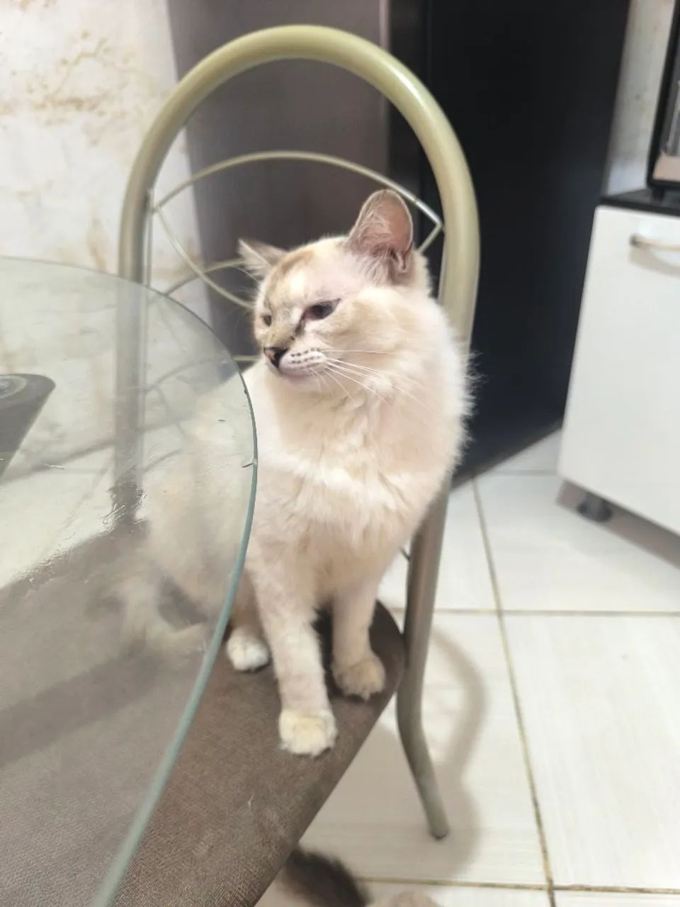 Doação de uma gatinha - Foto 4