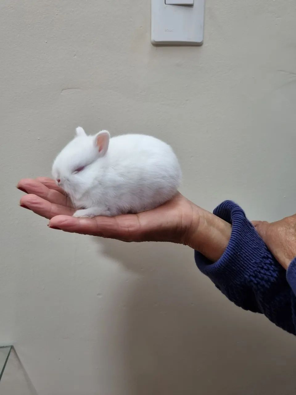 Coelho anao Netherland Dwarf 