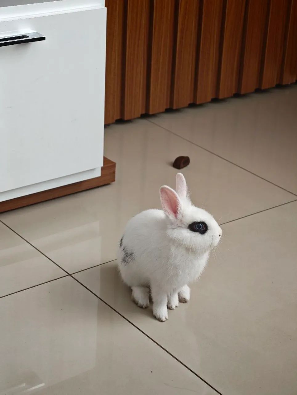 Coelho mini - Foto 4