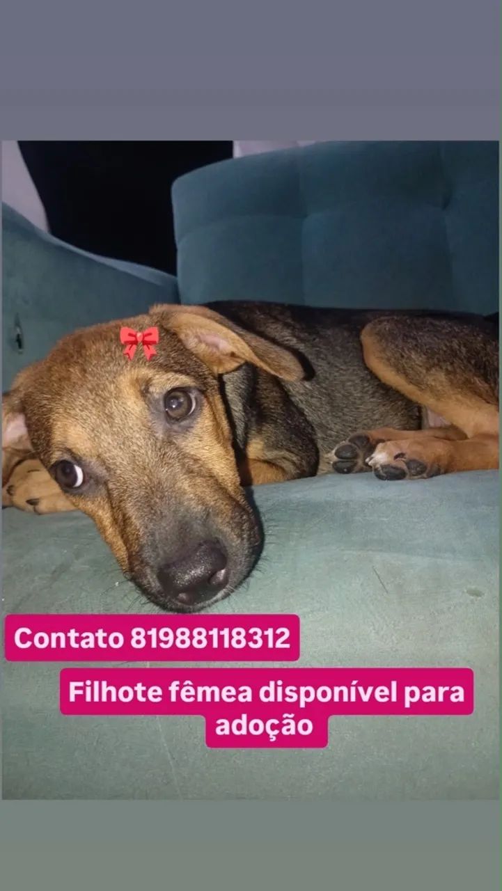 Doação 