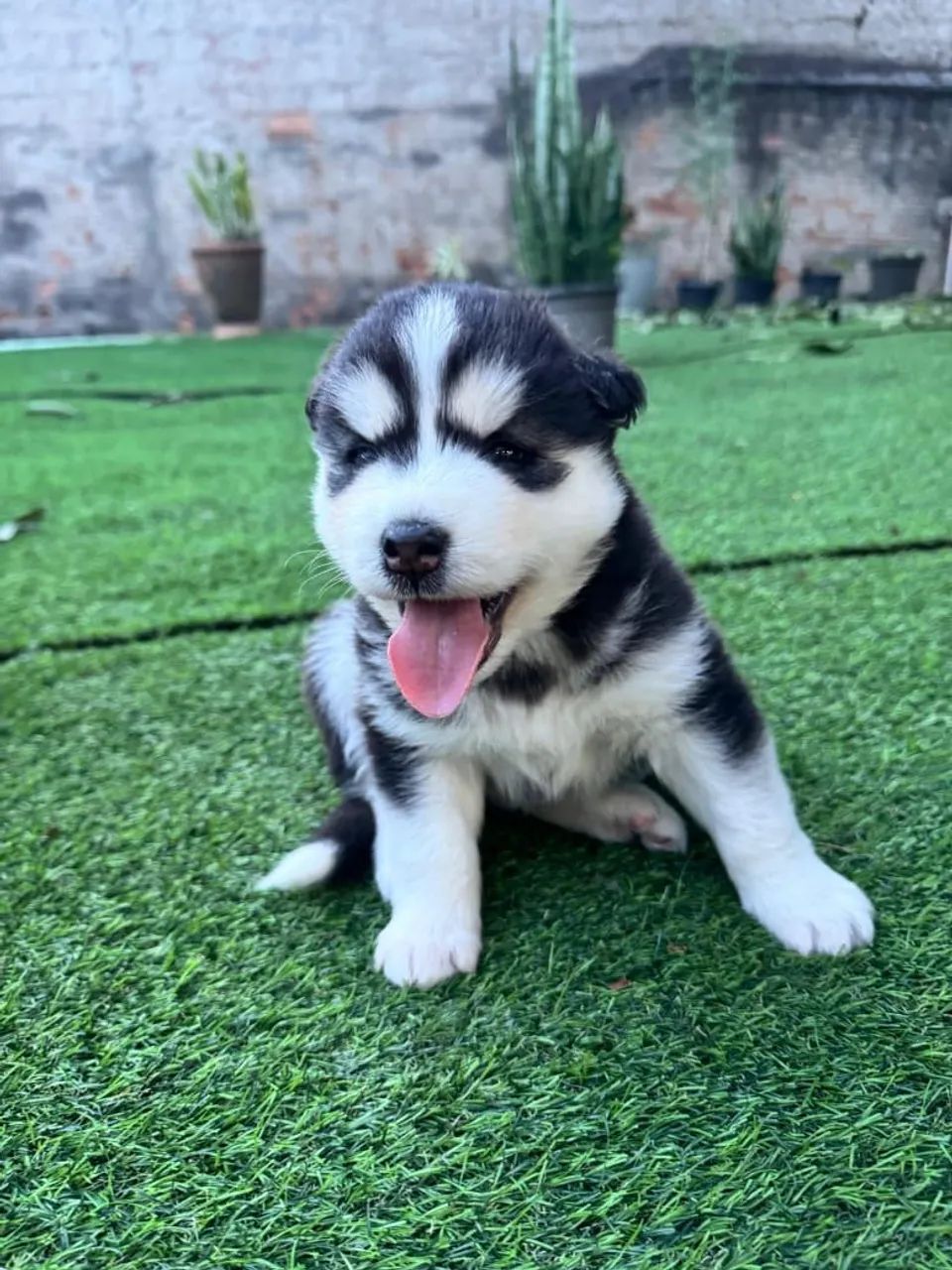Vendo husky siberiano  - Foto 2