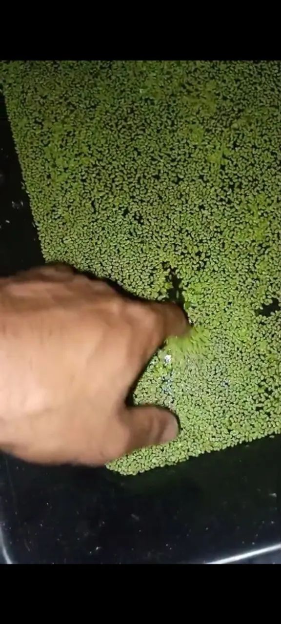 Planta aquática 