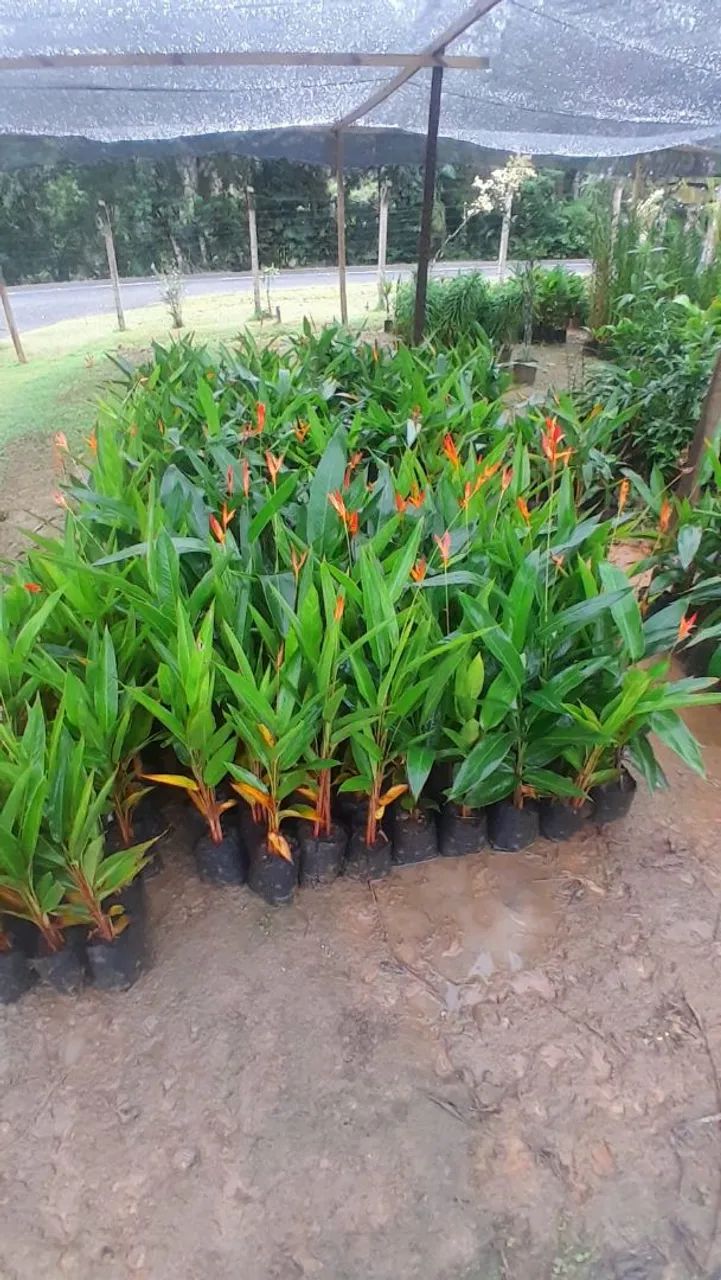 ? Parceria para Fornecimento de Plantas Ornamentais<br> - Foto 6
