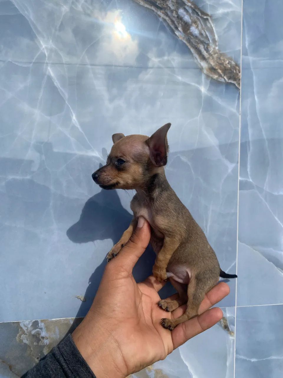 Pinscher zero macho  - Foto 2