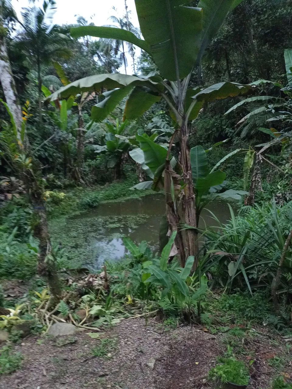 vendo chácara em Morretes PR - Foto 4