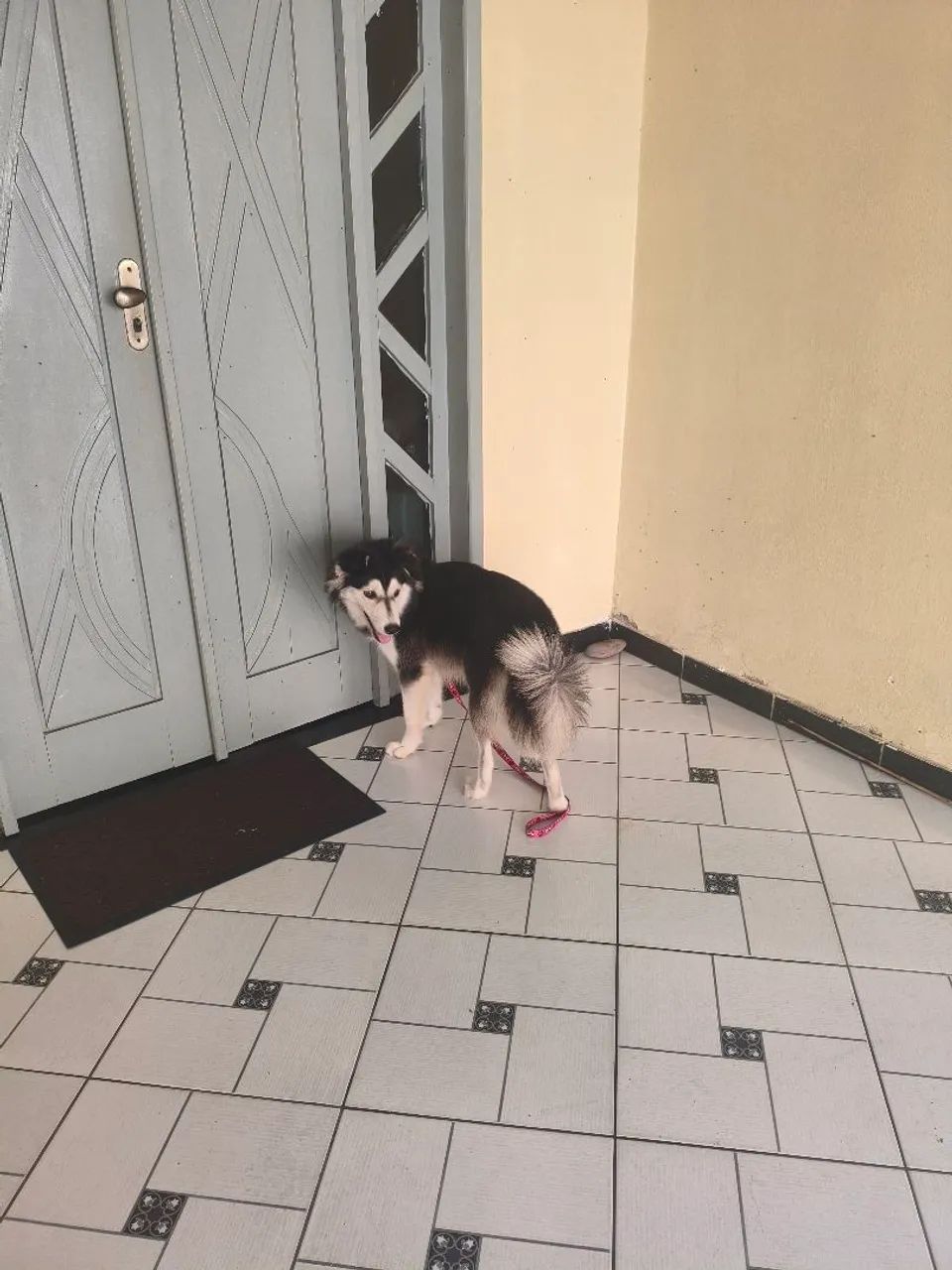Vendo ou troco Husky siberiano wooly  - Foto 2