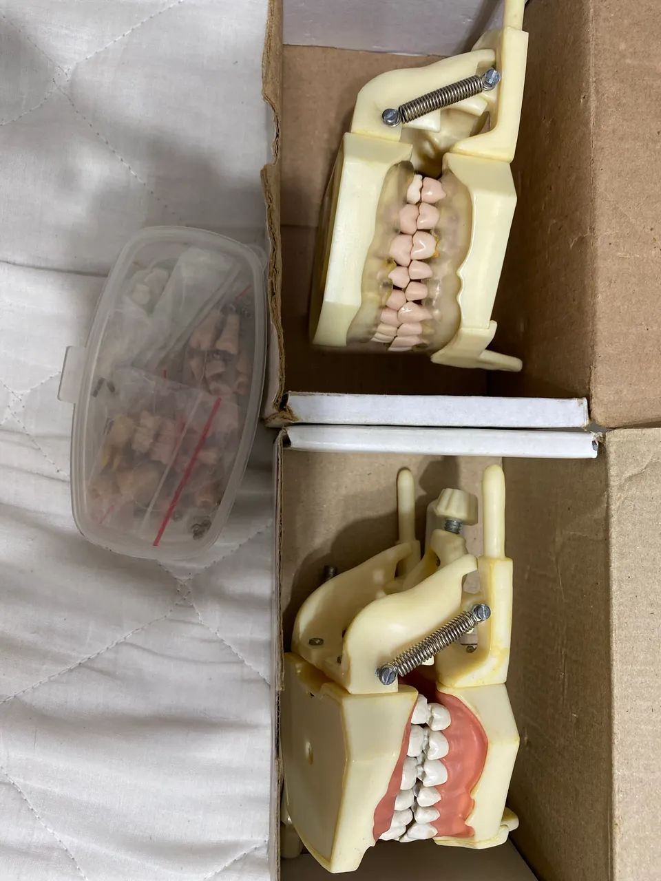 Kit manequim de perio e dentistica + dentes extras 