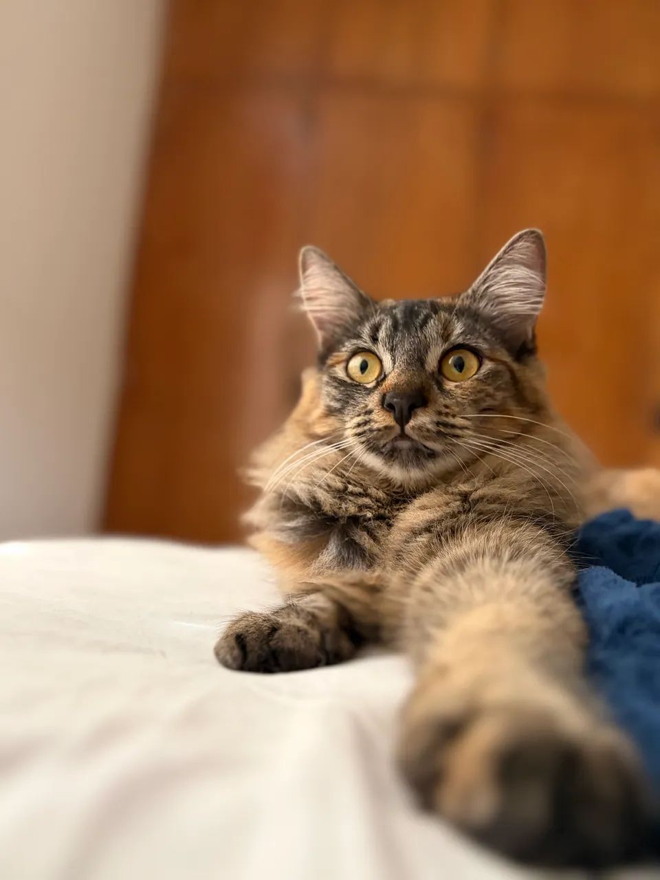 Gatinhos para adoção  - Foto 4