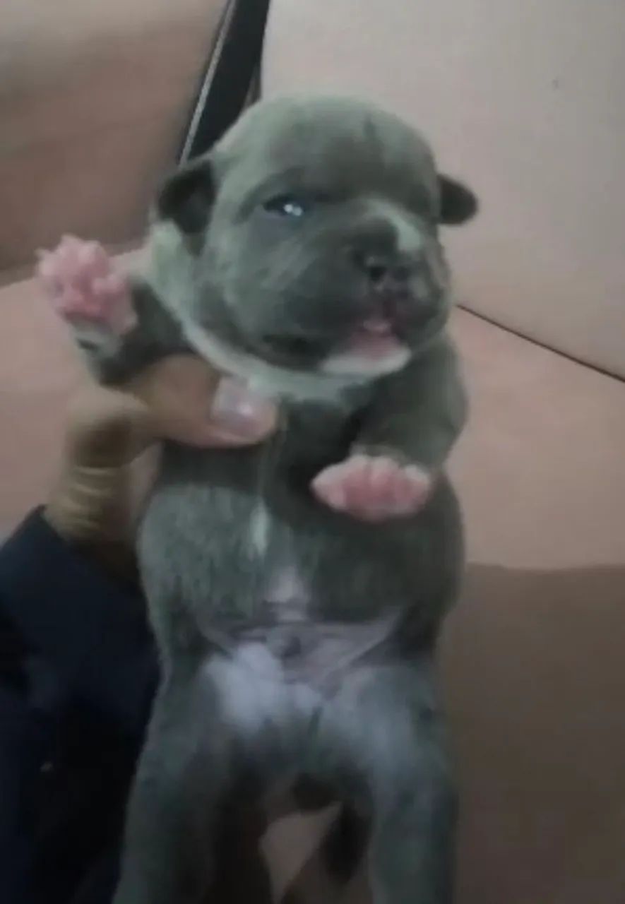 American bully