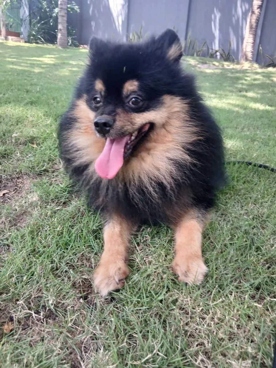 Filhote de Spitz Alemão Black-and-pan - Foto 6