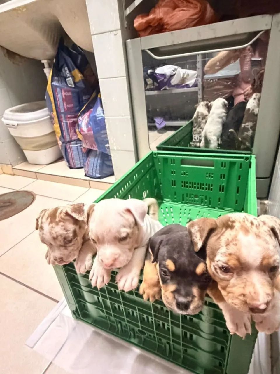 Filhotes de American Bully