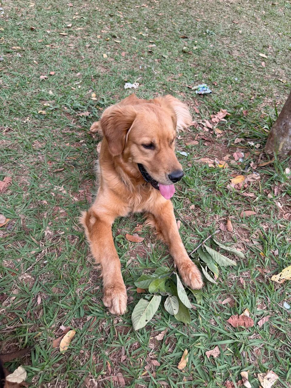 Cobertura (Golden Retriever) - Foto 3