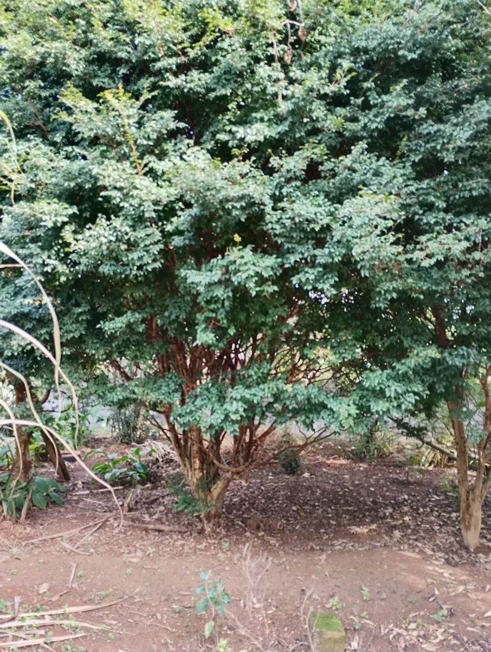 Chácara 2.000 m² com casa em construção e pomar formado e área verde - Foto 5