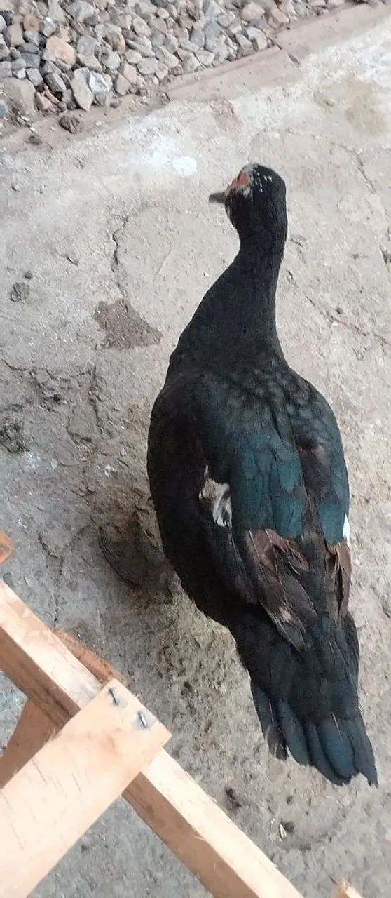 Pato - Foto 2