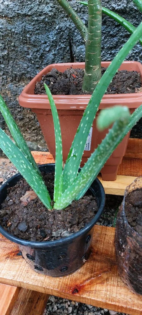 Muda de babosa - Foto 3