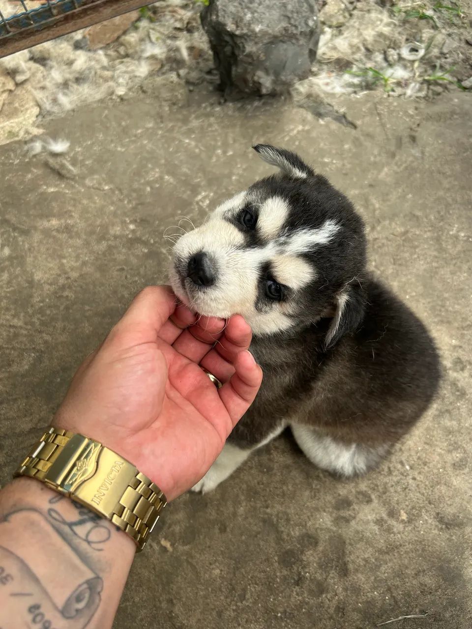 Husky Siberiano  - Foto 3