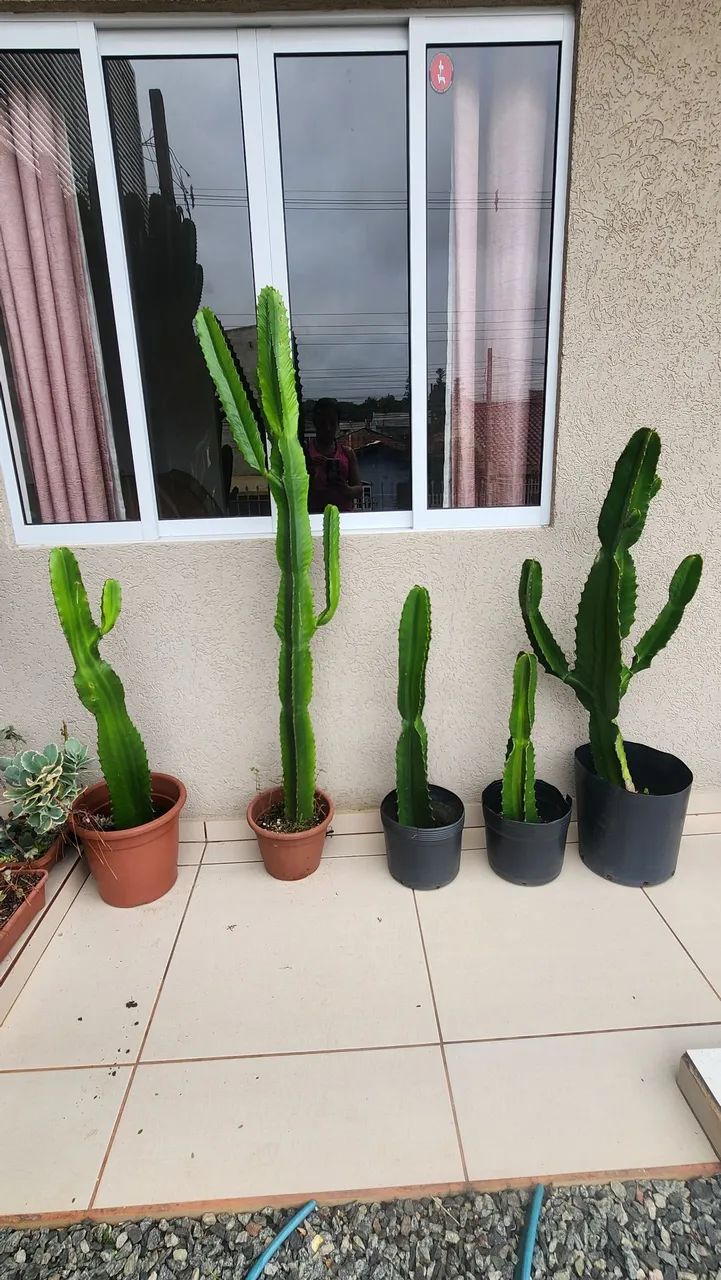 CACTOS E SUCULENTAS  - Foto 2