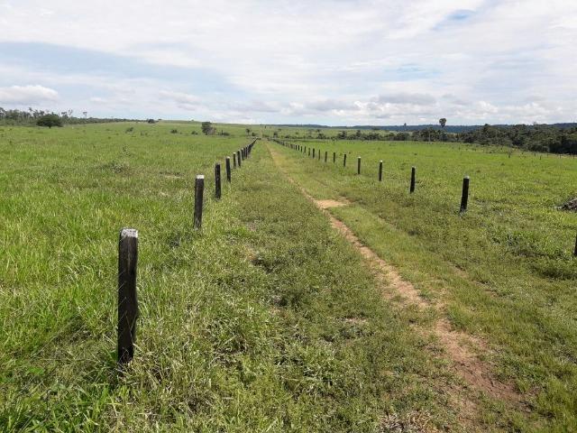 Fazenda de 261 alqueires, com 250 aberto 30 km de Nova Santa Helena -MT - Foto 11