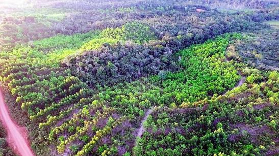 Fazenda em Igrapiuna com acesso ao mar - Foto 15