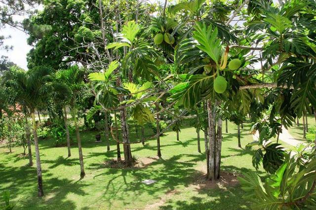 Chácara em Aldeia-PE - Casamentos, Eventos, Aniversários, Hospedagem (R$4.000 - O DIA) - Foto 18