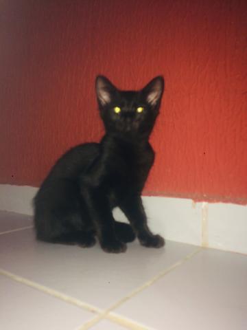 Gata para adoção - Foto 2