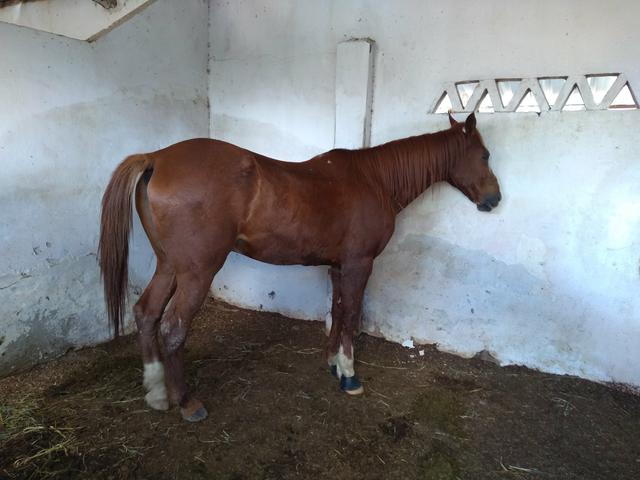 Cavalo de direita, baixei prá vender - Foto 2