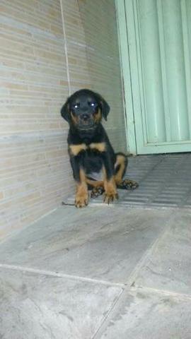 Filhote Husky/Akita Inú/Bichon Frisé/Maltes/Yorshire/Beagle/Rottweiler - Foto 3