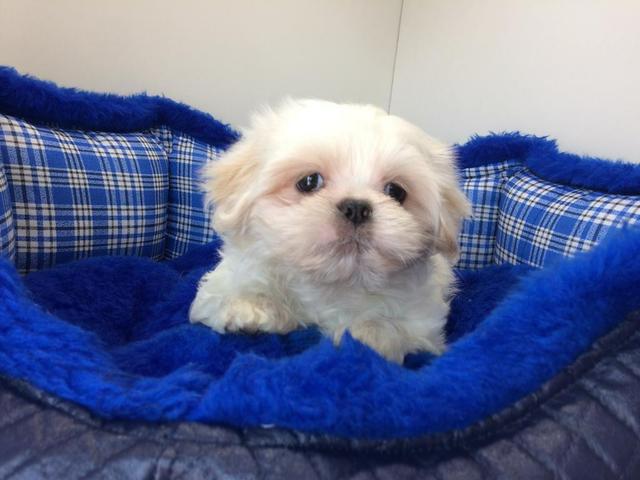 Lindos lhasa apso macho e fêmea hoje no filhotes mimados São José - Foto 2