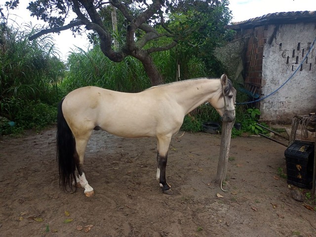 Cavalo 