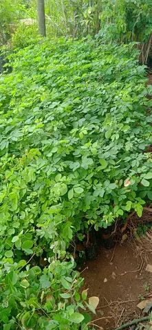 Mudas grandes de Sansão do campo - Foto 2