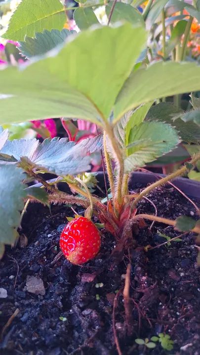 Frutíferas Enxertadas - Foto 3