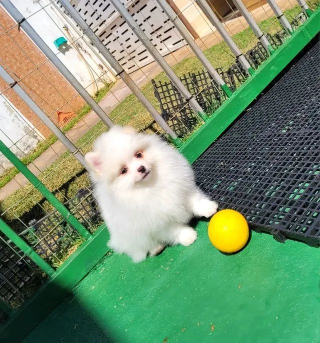 Lulu da Pomerânia - Macho - Pedigree CBKC - 10x s/ no cartão com Garantia - Foto 5