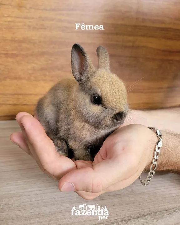 Mini coelho Netherland