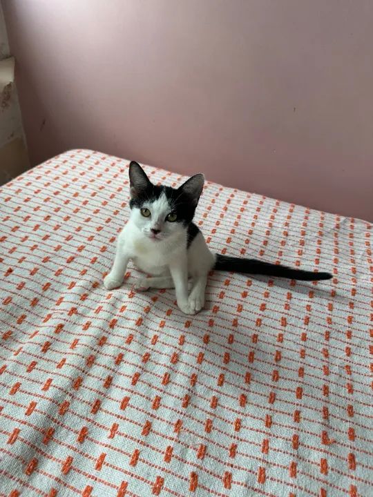 lindos filhotes castrados