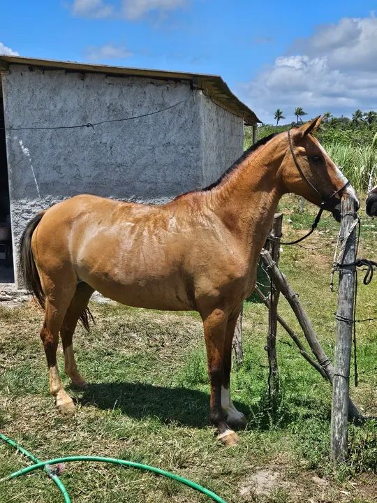 Vendo/Troco égua. Parcelo no cartão