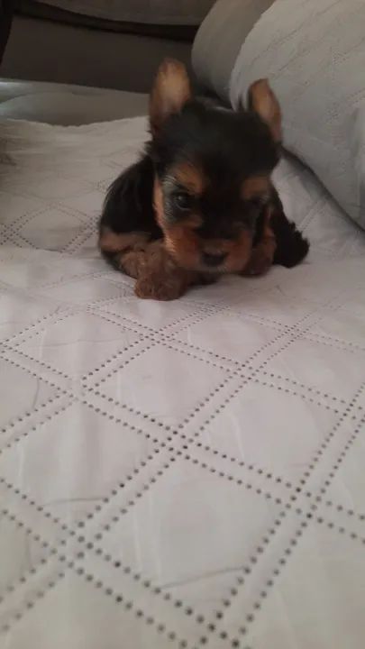 Yorkshire Terrier filhote - Foto 5
