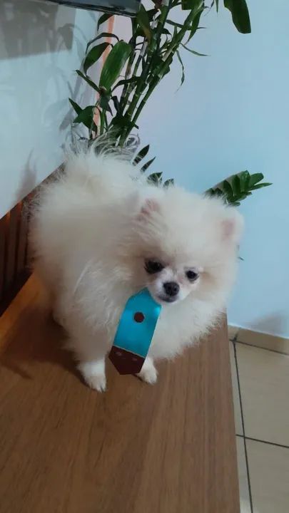 Filhote macho Spitz alemão mini Macho - Foto 3