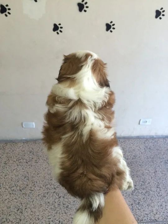 Seu mais novo Cãopanheiro te espera - Lhasa Apso - Foto 4