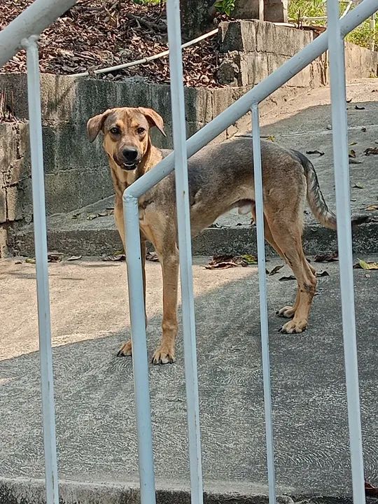 Adoção Responsável Urgente!  - Foto 4