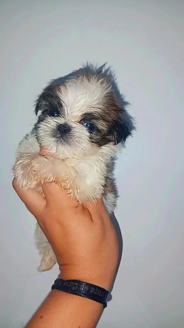 Shih Tzu Bem pequeno
