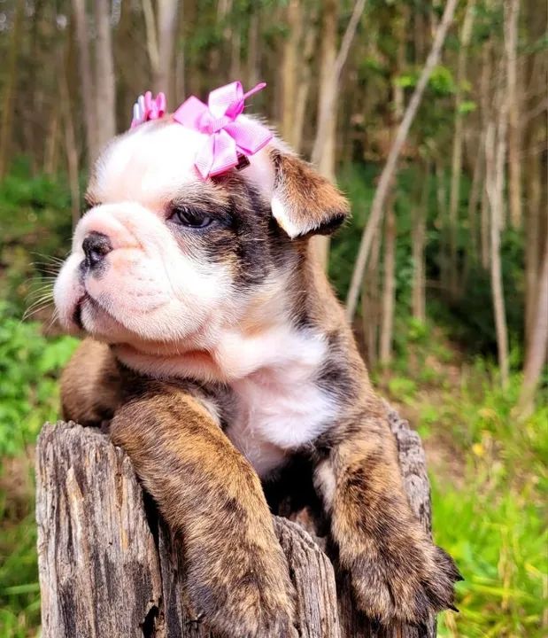 Bulldog Inglês branco/malhado/vermelho/red brindle, com garantias genéticas e suporte vet! - Foto 2