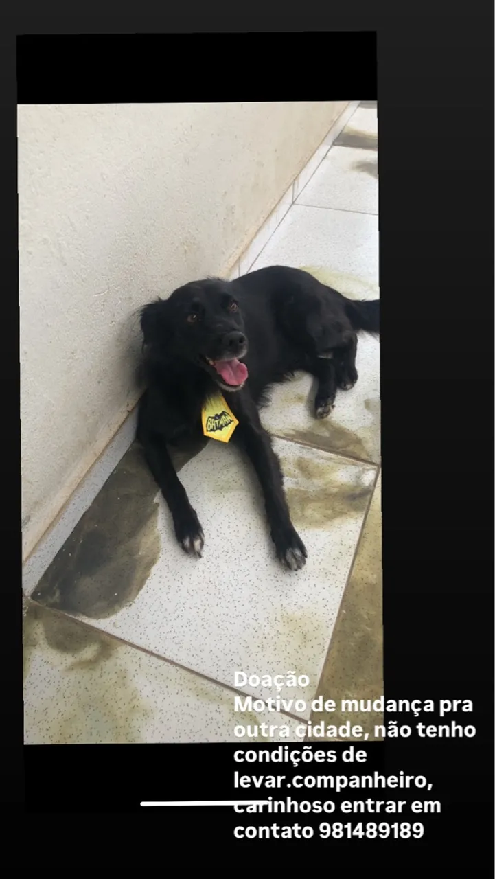 Cachorro para doação - Urgente!