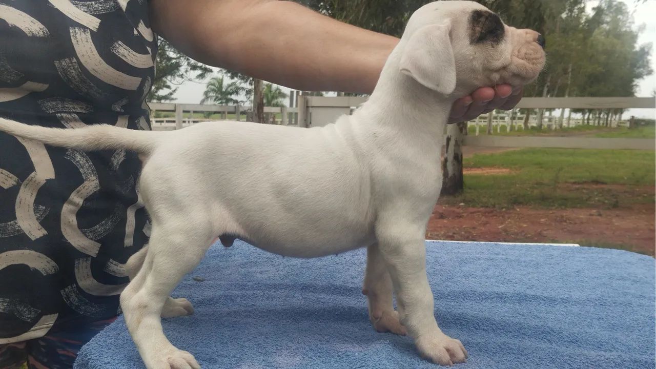 Machos de DOGO ARGENTINO