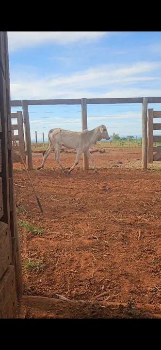 Bezerras nelores - Foto 6