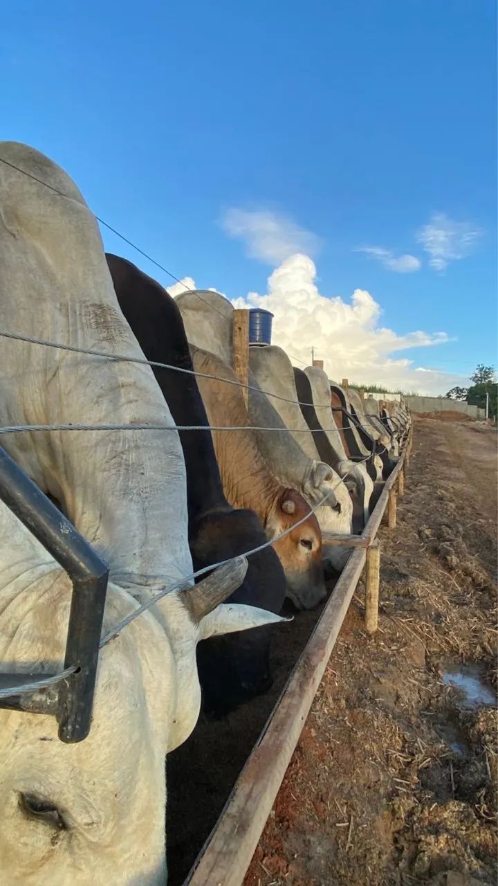 Foto - São Lourenço da Mata - Nossa Senhora da Luz