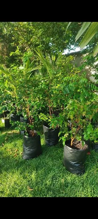 Amoras saiba mais * - Foto 5