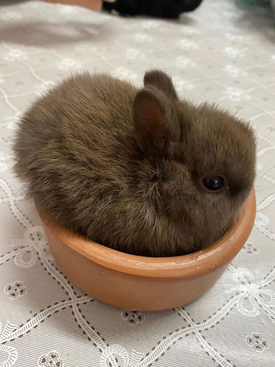 Coelho Anao em Santo André  - Foto 5